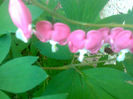 dicentra