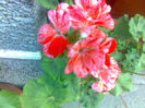 muscata zonala