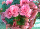 begonia non stop