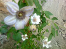 clematita