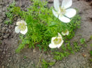 anemone