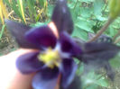 aquilegia caldaruse