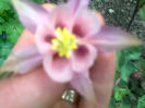 aquilegia caldaruse