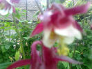 aquilegia caldaruse
