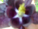 aquilegia caldaruse