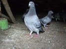 DSCF7463