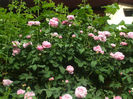 Variegata di Bologna