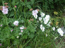 DSCF1146