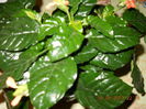 crossandra