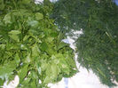 DSCN8746_4206