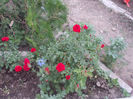 DSCN8764_4224