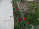 DSCN8766_4226