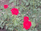 DSCN8769_4229