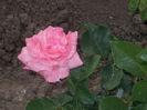 DSCN8770_4230