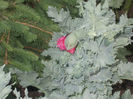 DSCN8771_4231
