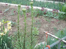 DSCN8779_4239