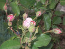 DSCN8780_4240