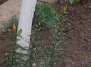 DSCN8781_4241