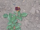 DSCN8782_4242