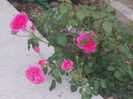 DSCN8785_4245