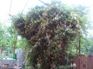 DSCN8787_4247