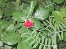 DSCN8794_4254
