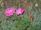 DSCN8795_4255