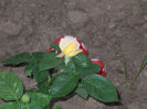 DSCN8798_4258