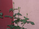 DSCN8801_4261