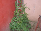 DSCN8802_4262