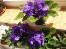 DSCN8738_4198