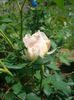 Lichfield Angel • Ausrelate (Shrub. English Rose Collection)