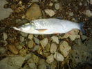 Avat 2.1 kg