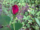 Fotogr.1256