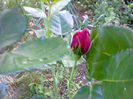 Fotogr.1263