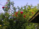 Fotogr.1266