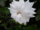 schnewitchen-floribunda