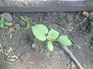 10 05 2013-pepene galben