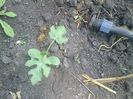 10 05 2013-pepene verde