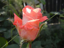 Rose Artistry (2013, May 18)