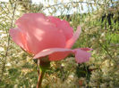 Royal Highness rose, 18may2013