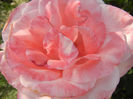 Royal Highness rose, 18may2013