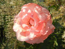 Royal Highness rose, 18may2013