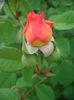 Leander • AUSlea • Lovely Apricot (Shrub. English Rose Collection)