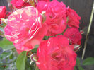 Rose Leipzig (2013, May 18)