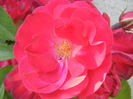 Rose Leipzig (2013, May 18)
