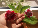 DSCN8832_4292