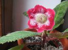 gloxinia tigrina red