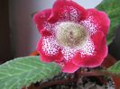 gloxinia tigrina red