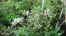 DSC00464